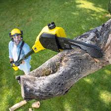 Best Stump Grinding and Removal  in Logan, UT